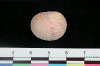 藏品(白肋蜑螺)的圖片